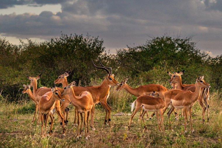 051 Masai Mara.jpg
